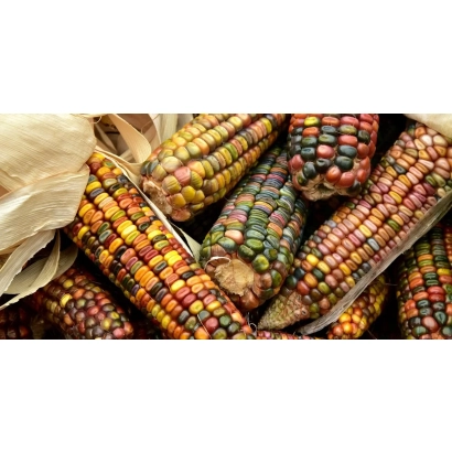 Колосья кукурузы с разноцветными зернами - ЕС 7506