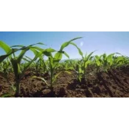 Corn seedlings against a blue sky - ES Anamur