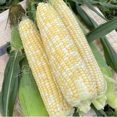 Три початки кукурузы сорта ЕС Бенита на деревянной доске