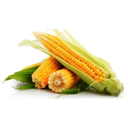 Свежая кукуруза в шелухе на белом фоне - ЕС БИГДЕЙ