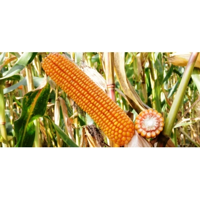 Свежий початок кукурузы на стебле в поле - Ес Бомбастик