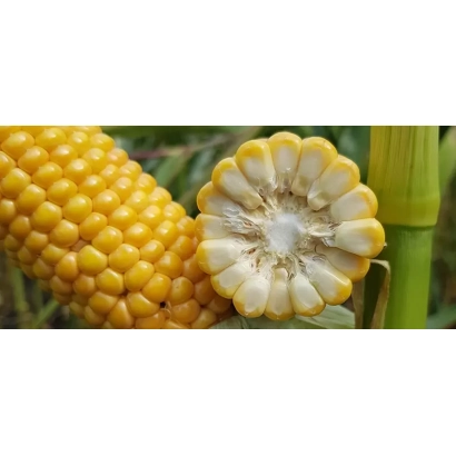 Желтая кукуруза с разрезом, показывающим внутреннюю структуру зерна - ЕС БОНД