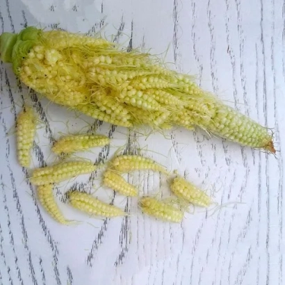 Свежая кукуруза с початком и зернами на светлом фоне - Ес Диадема