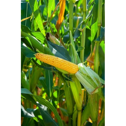 Свежая початок кукурузы на стебле - ЕС Филдголд