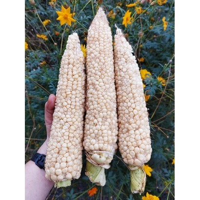 Четыре початка белой кукурузы на фоне цветов - ЕС ДЖЕНТЛЬМЕН