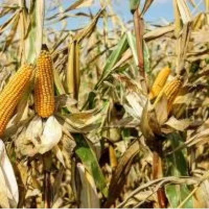 Созревшие початки кукурузы на стебле - ЕС КАПРИС