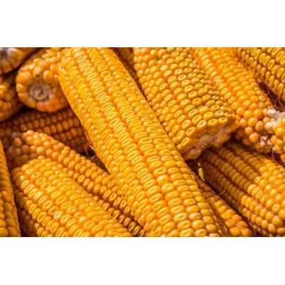 Fresh corn on the cob - ES KATMANDU