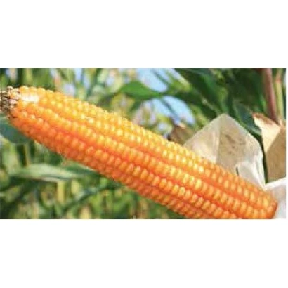 Свежая кукуруза на стебле на фоне зелёных листьев - ЕС Марко