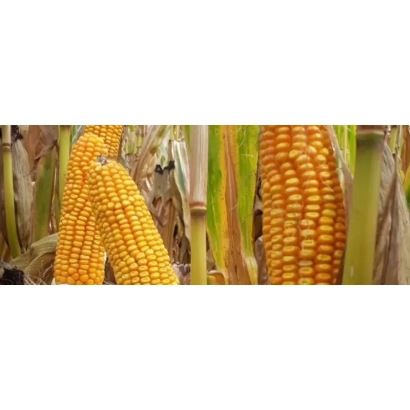 Свежая кукуруза на стебле - ЕС МИДГАРД