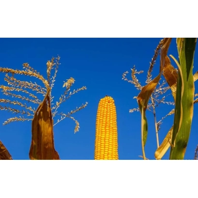 Желтая кукуруза на фоне синего неба - ЕС МОСКИТО