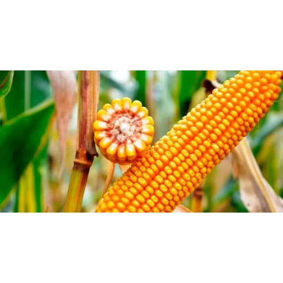 Свежая кукуруза на стебле с раскрытым початком - ЕС РУФФИ