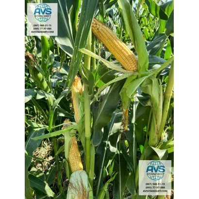 Кукуруза AVS на поле - Ес Сафари