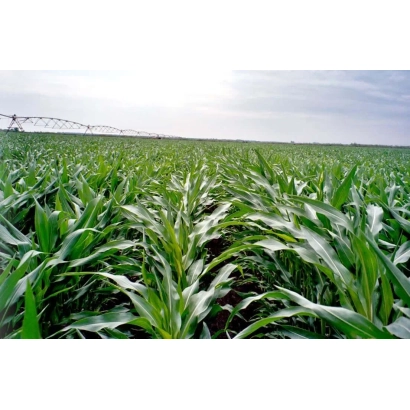 Поле кукурузы под оросительной системой - ЕС СКАЙТАВЕР