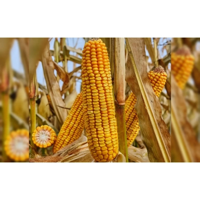 Свежая кукуруза на стебле - ЕС Торкуаз