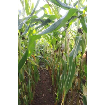 Ряды кукурузы на поле - ЕС ТРЕВЕЛЕР