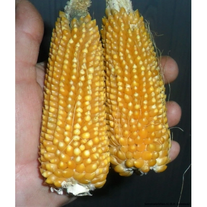 Два початка кукурузы в руке - ЕС ВУЛКАН