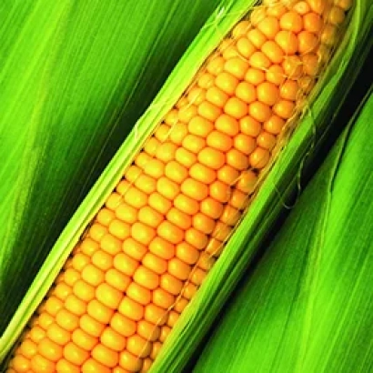 Свежая кукуруза в зеленой шелухе - Ескудо