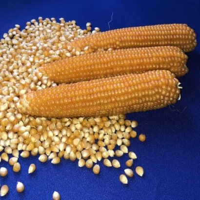 Три початка кукурузы и зерна на синем фоне - Естилла