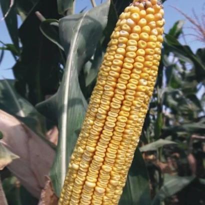 Созревшая кукуруза на растении - ЭТНА