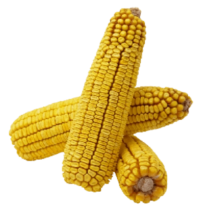 Three yellow corn cobs on a white background - EU4246