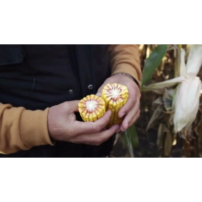 Человек держит в руках два початка кукурузы ЕККСКЛАМ | EXXCLAM на фоне стебля