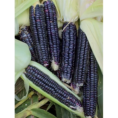 Свежие темно-фиолетовые початки кукурузы Экзотика на фоне листьев - ЕККЗОТИКА