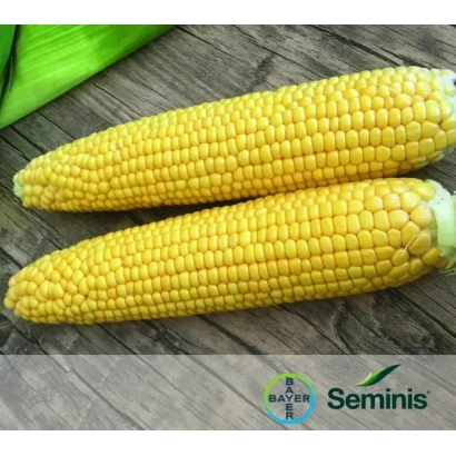 Два початка кукурузы на деревянной поверхности с логотипом Seminis - Ф 00 СМС