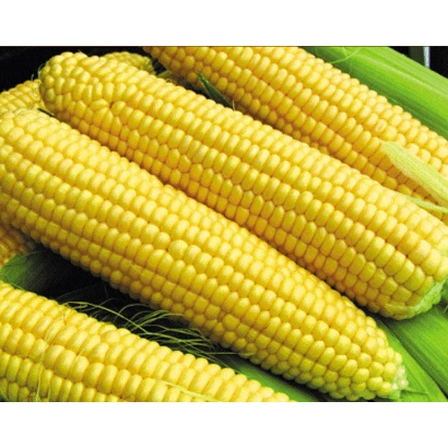 Yellow corn cobs of variety F 10 on a green background