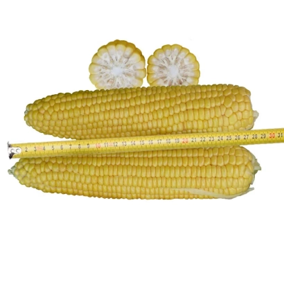 Два початка кукурузы с измерительной лентой и двумя кружками среза - Ф 23