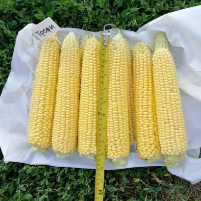 Кукуруза сорта F 31 на белой ткани с линейкой для измерения длины. - Ф 31