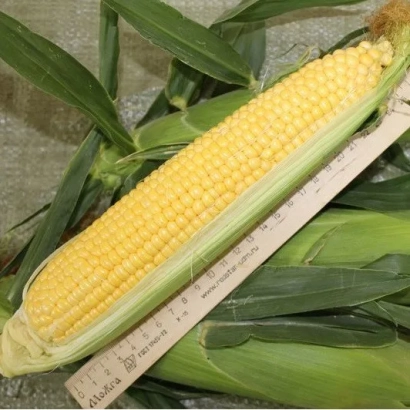 Fresh ear of corn variety F 45 with ruler for size demonstration
