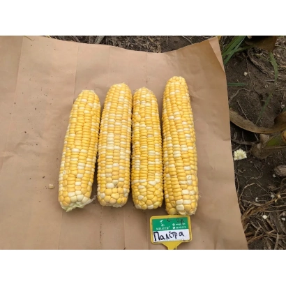 Четыре початка кукурузы сорта F 53 на коричневой бумаге с зелёной этикеткой. - Ф 53