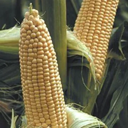 Свежесобранные початки кукурузы на стебле - Ф 61