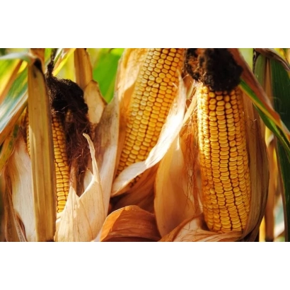 Fresh ears of corn F 70 against leafy background