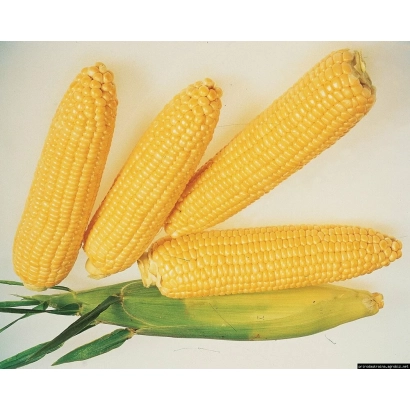 Четыре початка желтой кукурузы на белом фоне - Ф 84 СМС