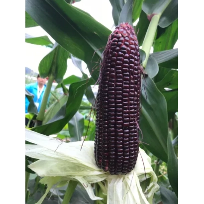 Ripe dark purple corn cob on the plant - F 91
