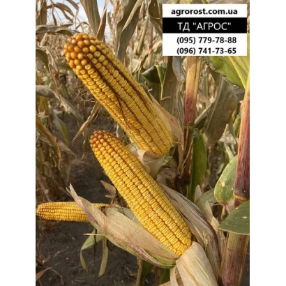 Золотые початки кукурузы на фоне стеблей с логотипом АГРОС - Фабрис
