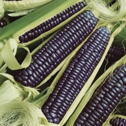 Black corn on stalk - FAERFOX