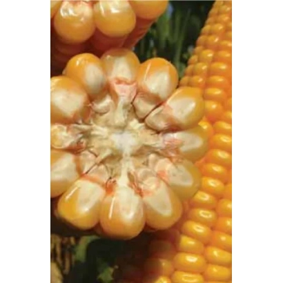 Кусок кукурузы с зернами и кочаном на фоне - Фантастик