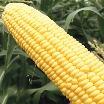 Желтая кукуруза на фоне зелени - Фармрок