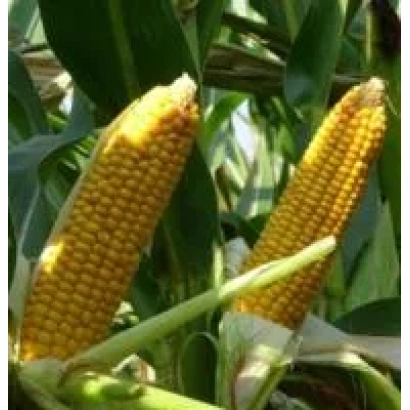 Свежие початки кукурузы на стебле - Фаталь