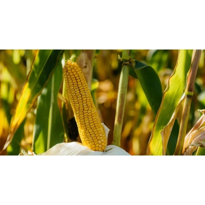 Зріла кукурудза на стеблі в полі - ФЕЙЗ