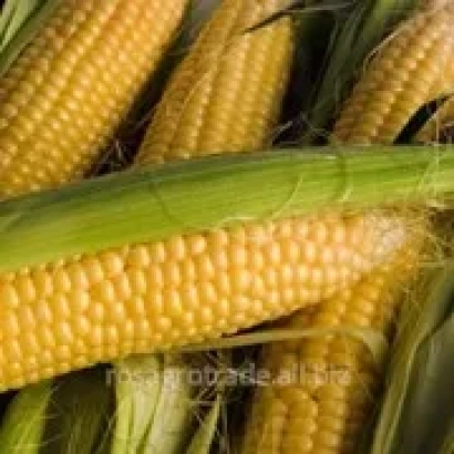 Свежая кукуруза на стебле - ФЕРАРИКС