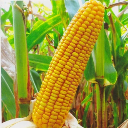 Желтая кукуруза на стебле в поле - Ферум