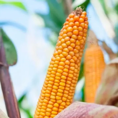 Свіжа кукурудза на фоні зелені - ФЕШН