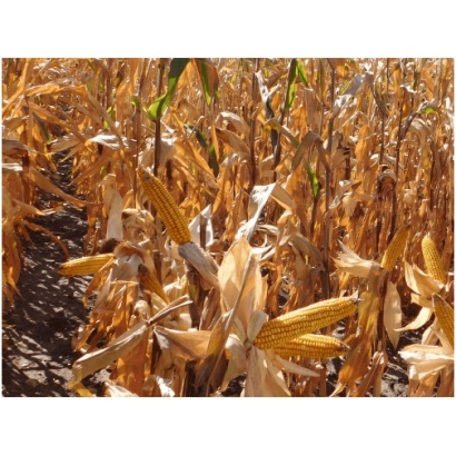 Зрелая кукуруза на поле, сорт ФЕСТЕЛ
