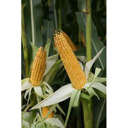 Свежая кукуруза на стебле - Филмено