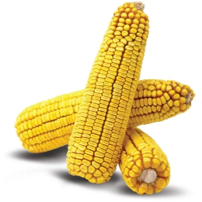 Желтые початки кукурузы Фолиант на белом фоне