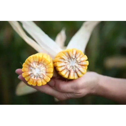 Рука держит два початка кукурузы ФОРТТУНО на фоне листьев