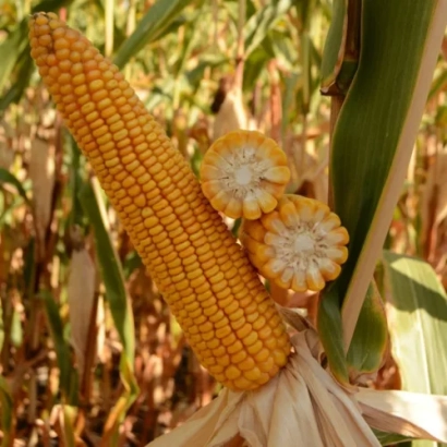 Свіжий початок кукурудзи ФРЕДЕРИКО КВС на тлі поля